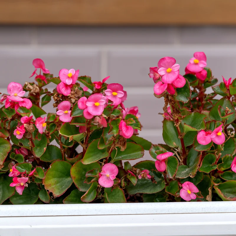 Rosa eisbegonie