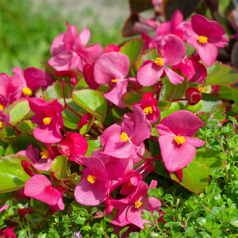 Rosa eisbegonie