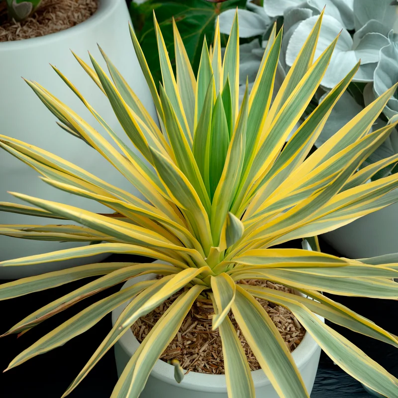 Kerzen-Palmlilie ‘Citrus Twist’®