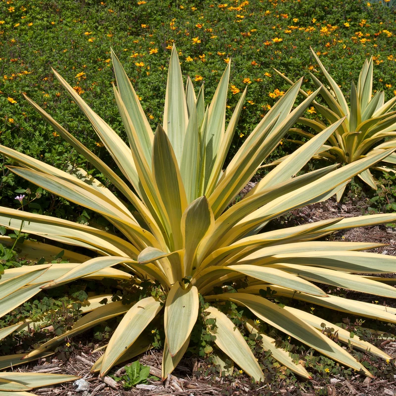 Kerzen-Palmlilie ‘Citrus Twist’®