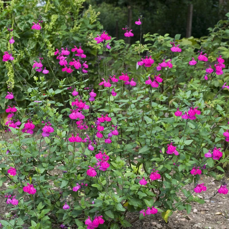 Strauchsalbei ‘Cerro Potosi’