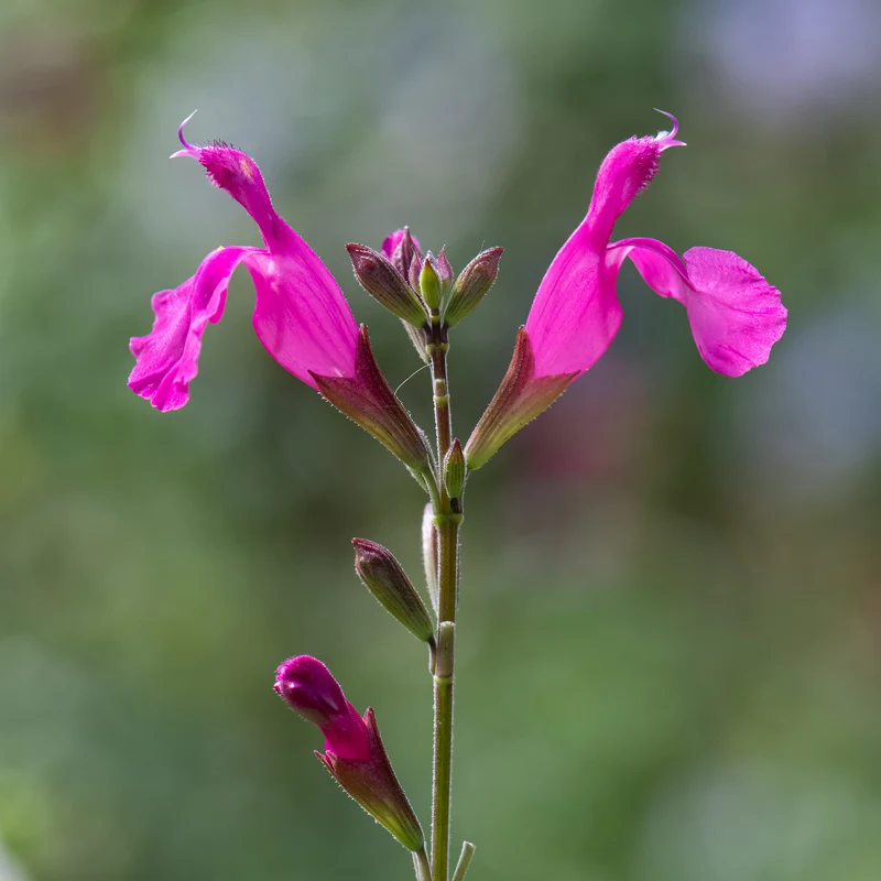 Strauchsalbei ‘Cerro Potosi’