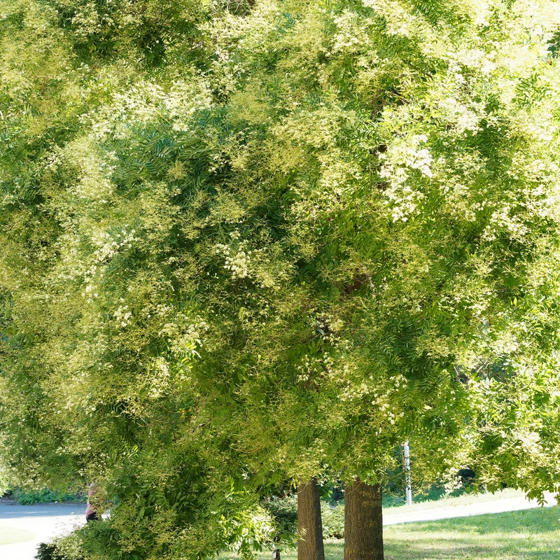 Japanischer Schnurbaum