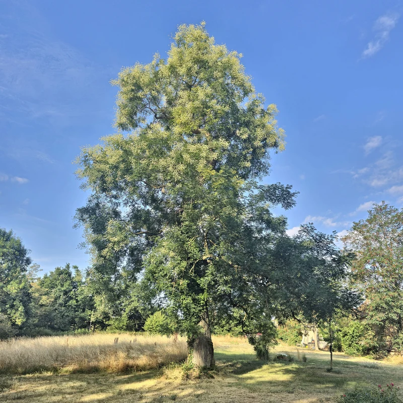 Japanischer Schnurbaum