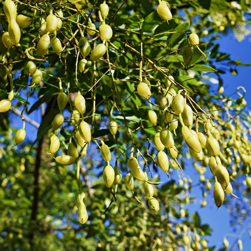 Japanischer Schnurbaum