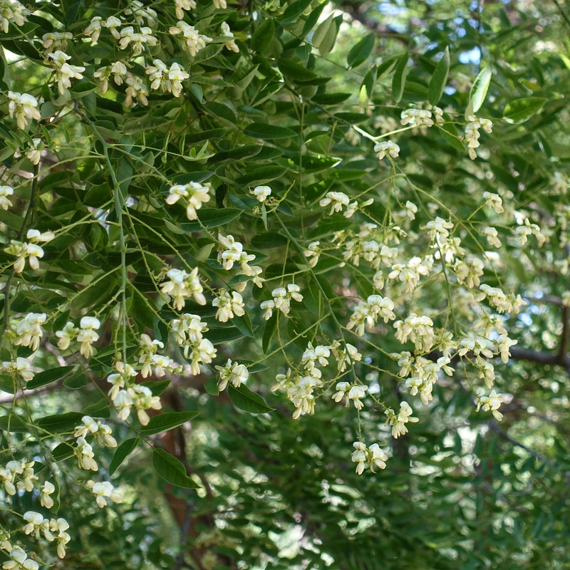 Japanischer Schnurbaum