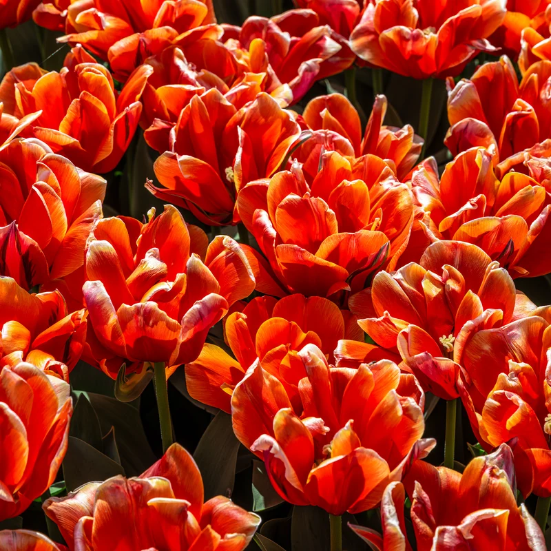 7 Doppelte Spätblühende Tulpen Queensday