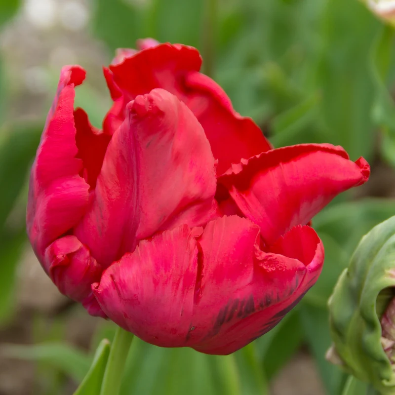 8 Papageientulpen Red Madona