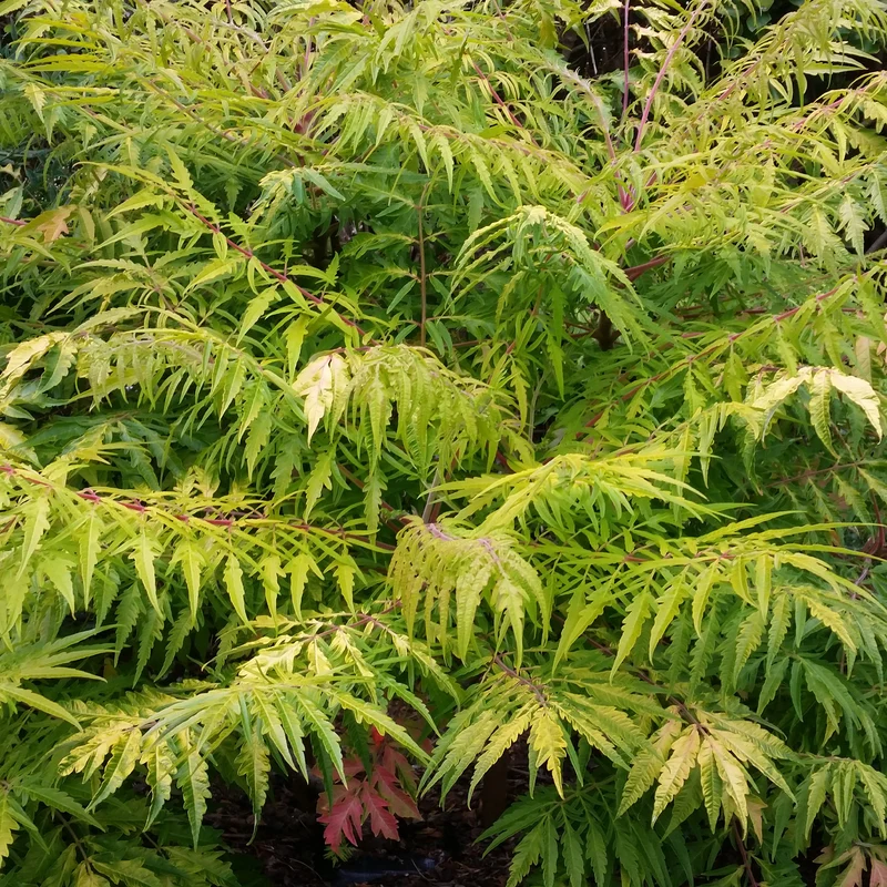 Essigbaum Tiger Eyes