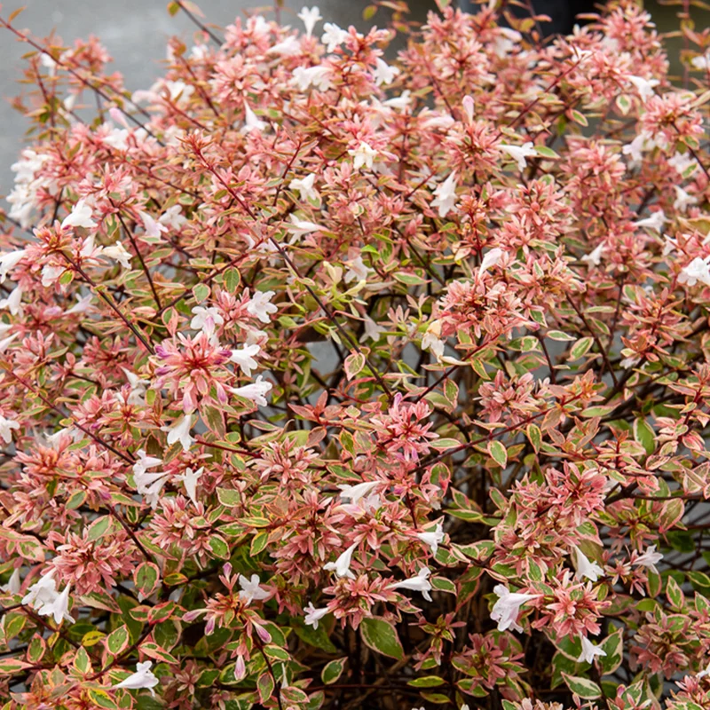 Abelie ‘Sunshine Daydream’®