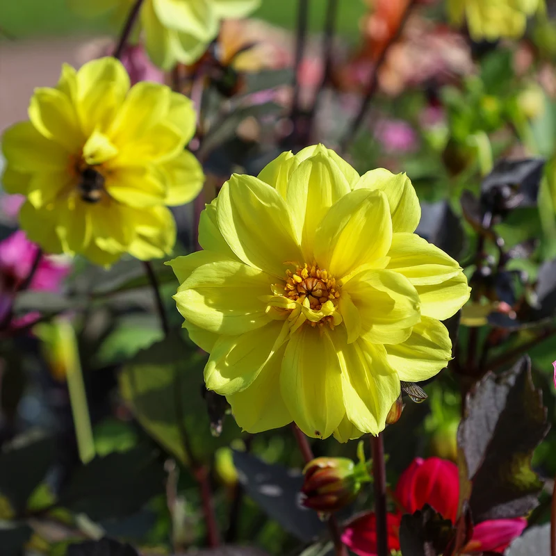 Gelbe Dahlie