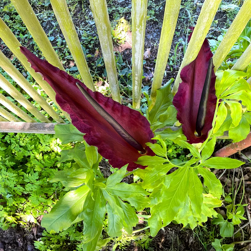 Gemeine Drachenwurz