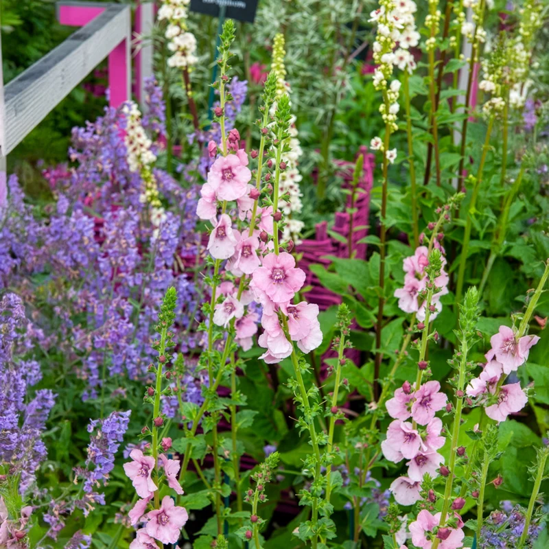 Königskerze Pink Domino