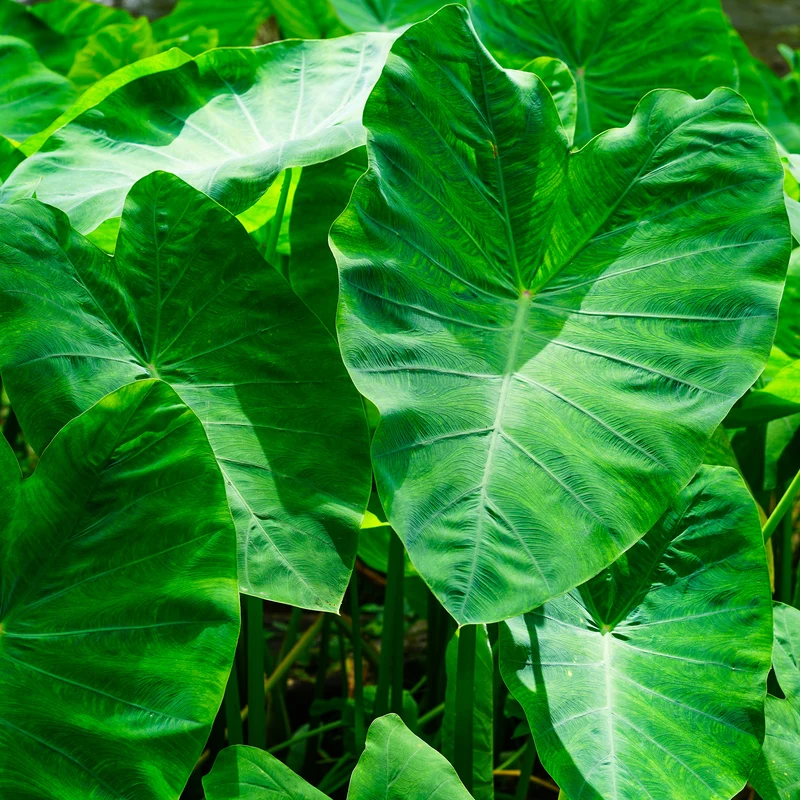 Taro