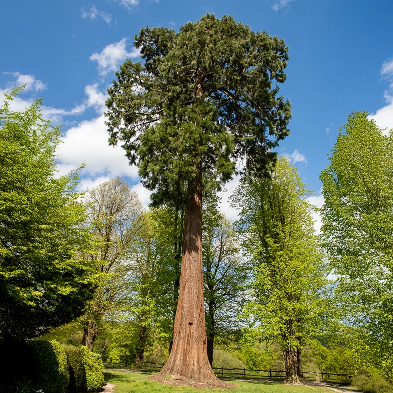 Riesenmammutbaum