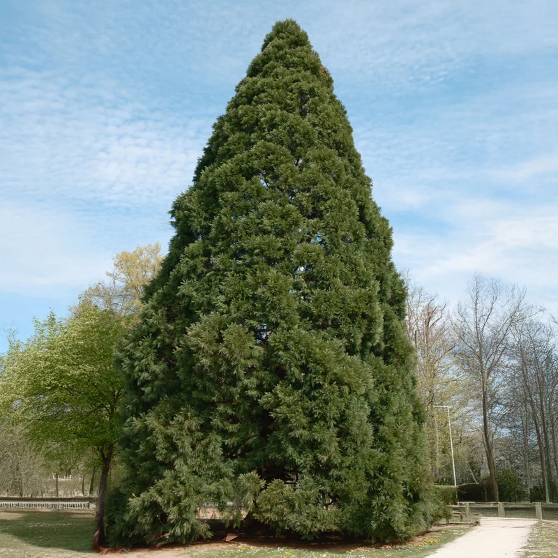 Riesenmammutbaum