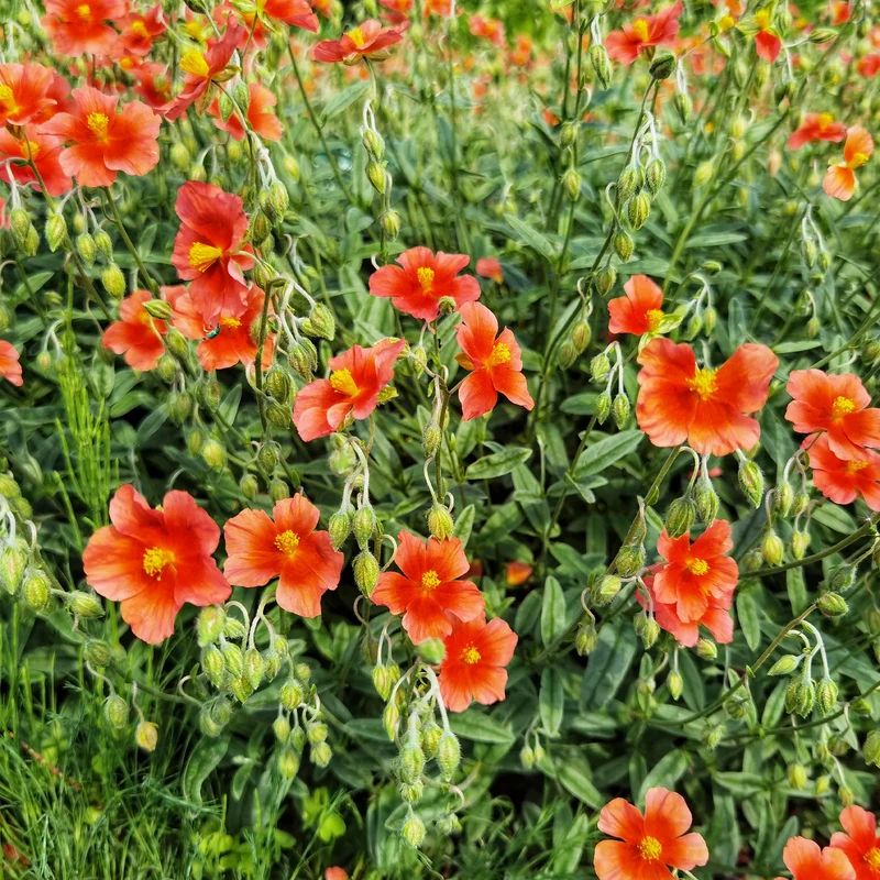 Sonnenröschen rot