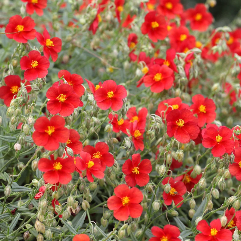 Sonnenröschen rot