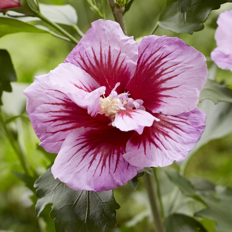 Hibiskus Flower Tower Purple®