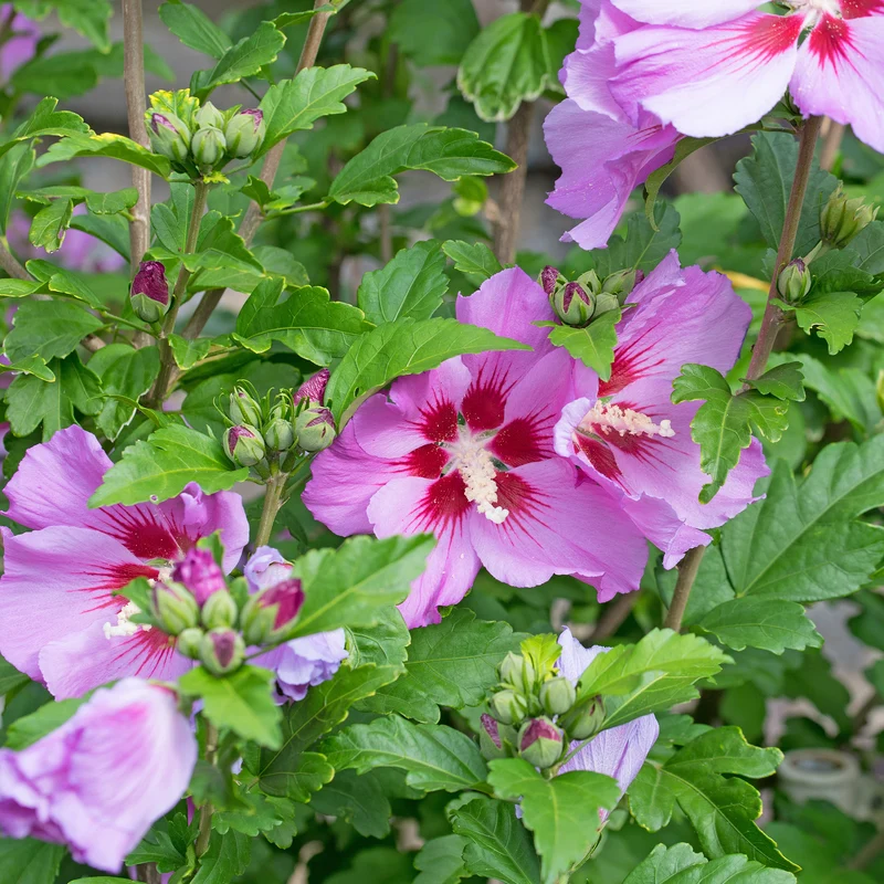 Hibiskus Flower Tower Purple®