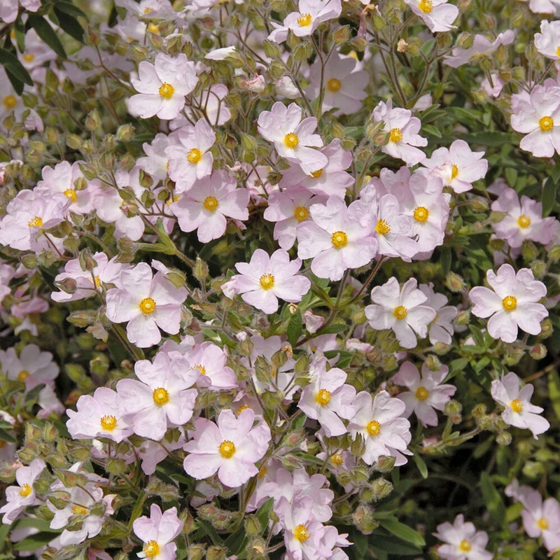 Zistrose Silver Pink