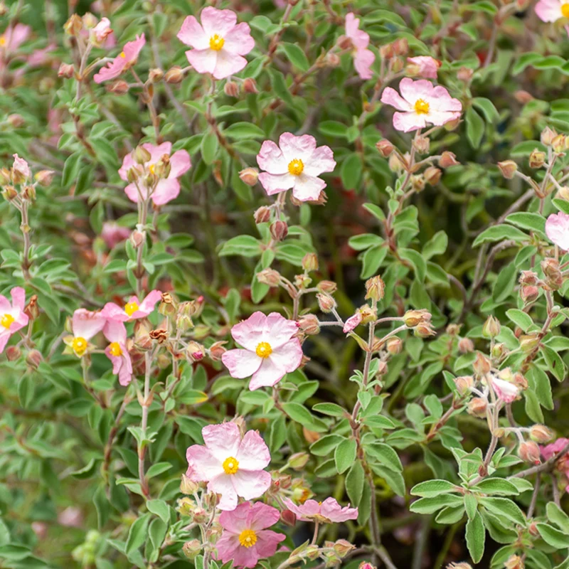Zistrose Silver Pink