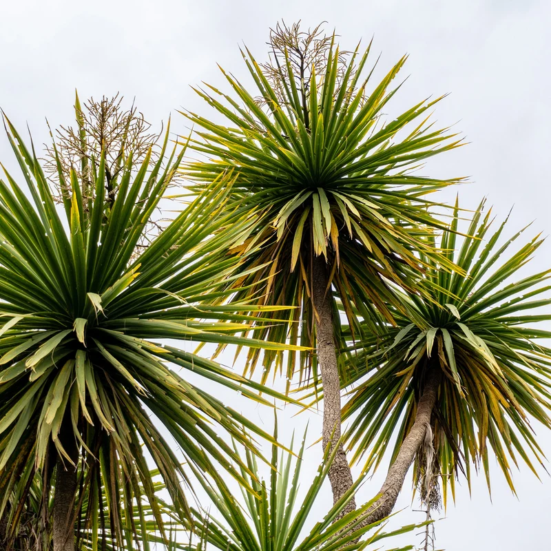Cordyline (Kohlpalme)