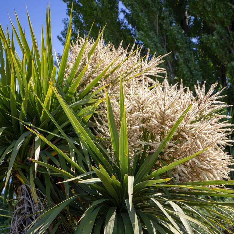 Cordyline (Kohlpalme)