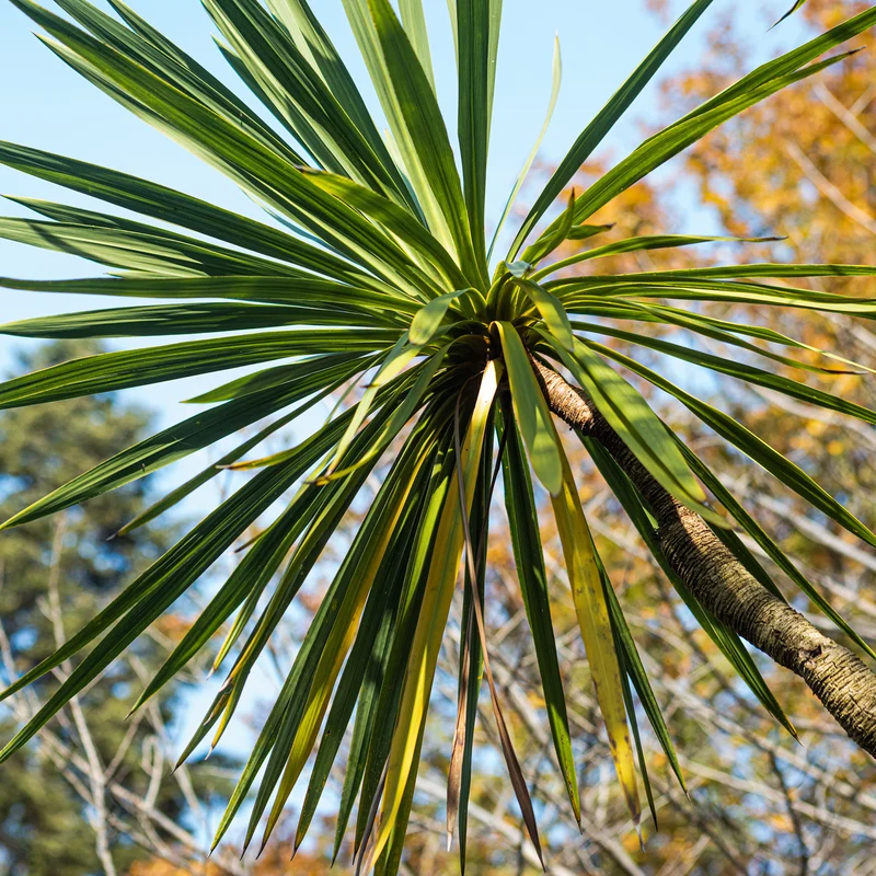 Cordyline (Kohlpalme)
