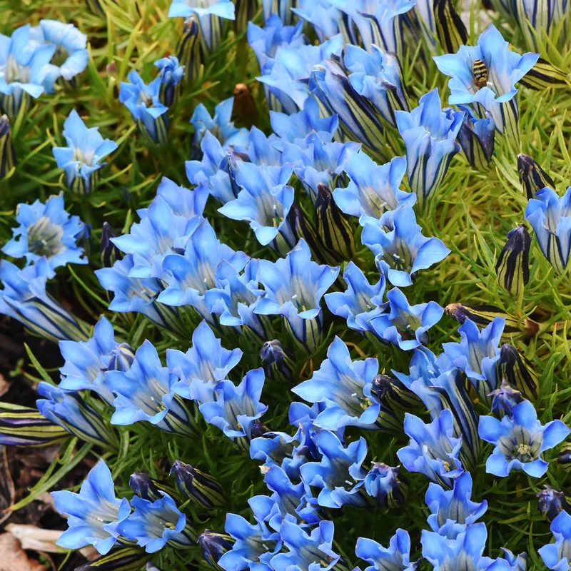 Enzian Blue Star®