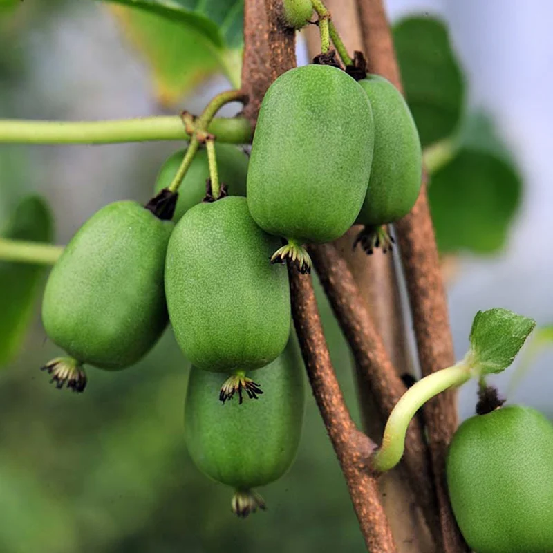 Selbstbefruchtende Mini-Kiwi Vitikiwi®