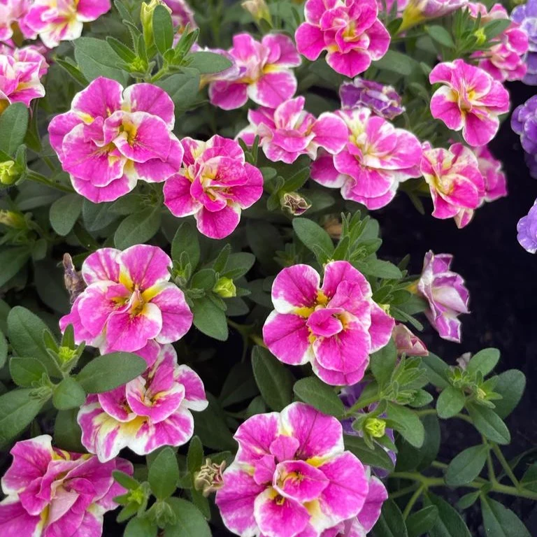Zauberglöckchen ‘Double Loopy Pink’ (x3)
