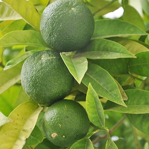 Echte Limette