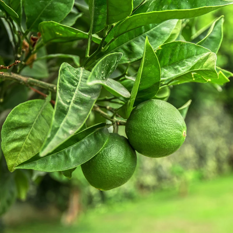 Echte Limette