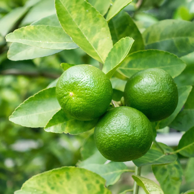 Echte Limette