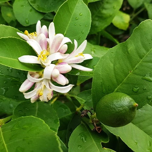 Echte Limette