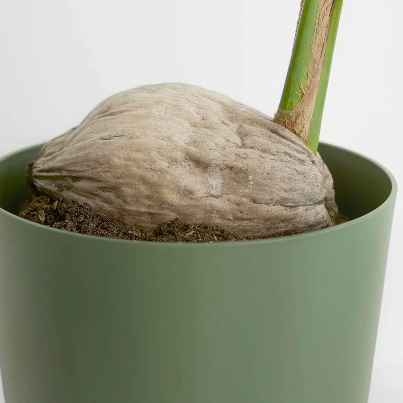 Kokospalme für den Innenbereich