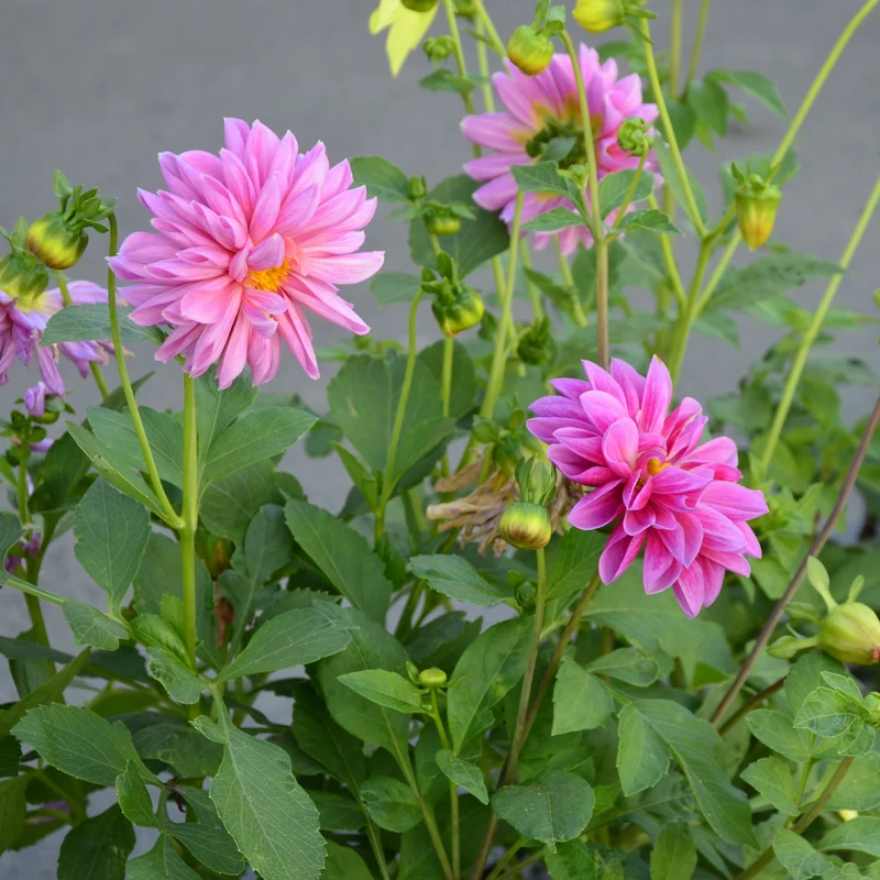 Rosa Dahlie