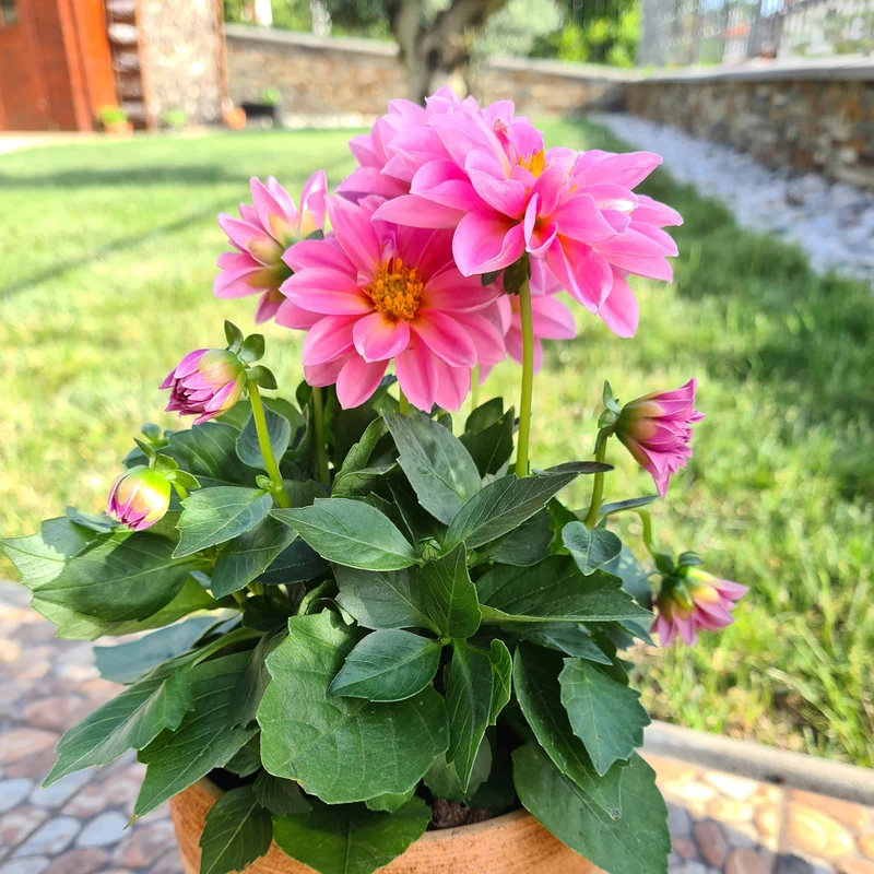 Rosa Dahlie