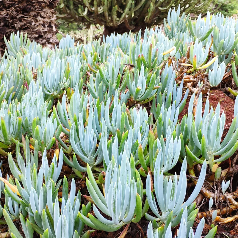 Blaue Strohhalme