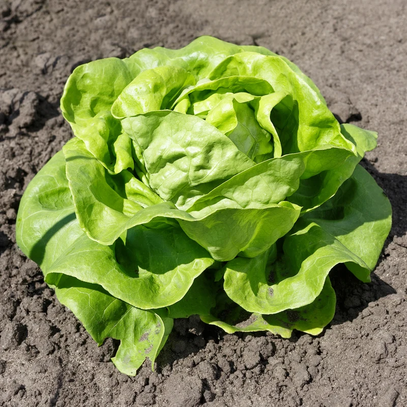Gartensalat Pommé Justine