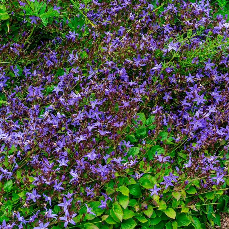 Hängepolster-Glockenblume Stella