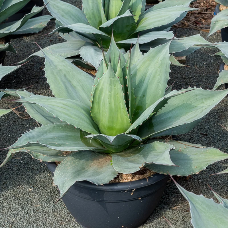 Agave ovatifolia Vanzie
