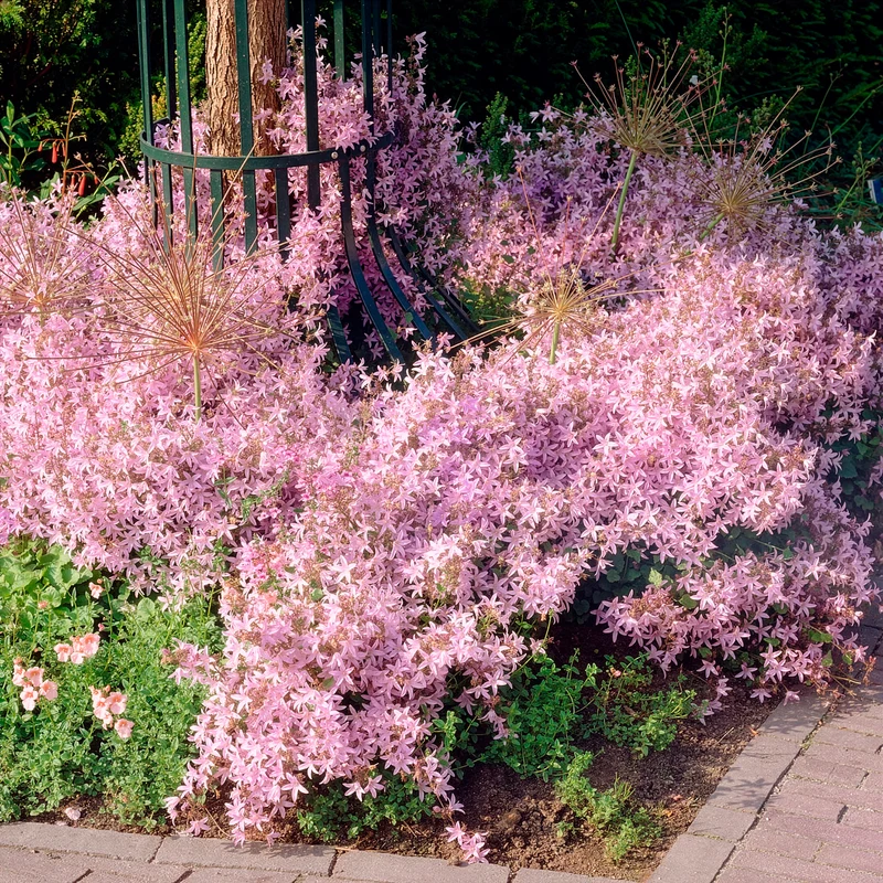Hängepolster-Glockenblume Lisduggan