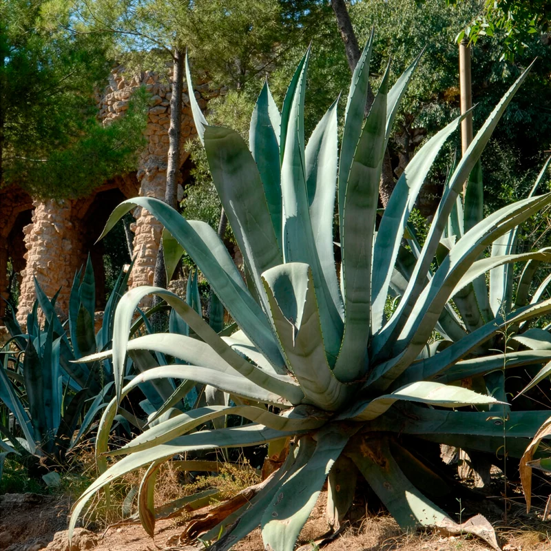 Amerikanische Agave