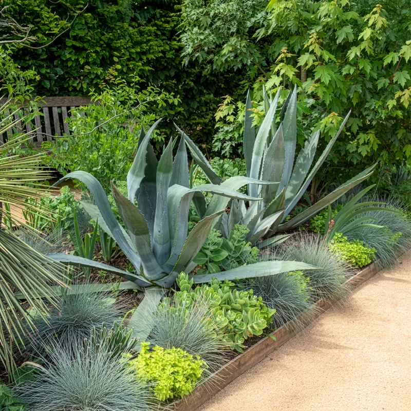 Amerikanische Agave