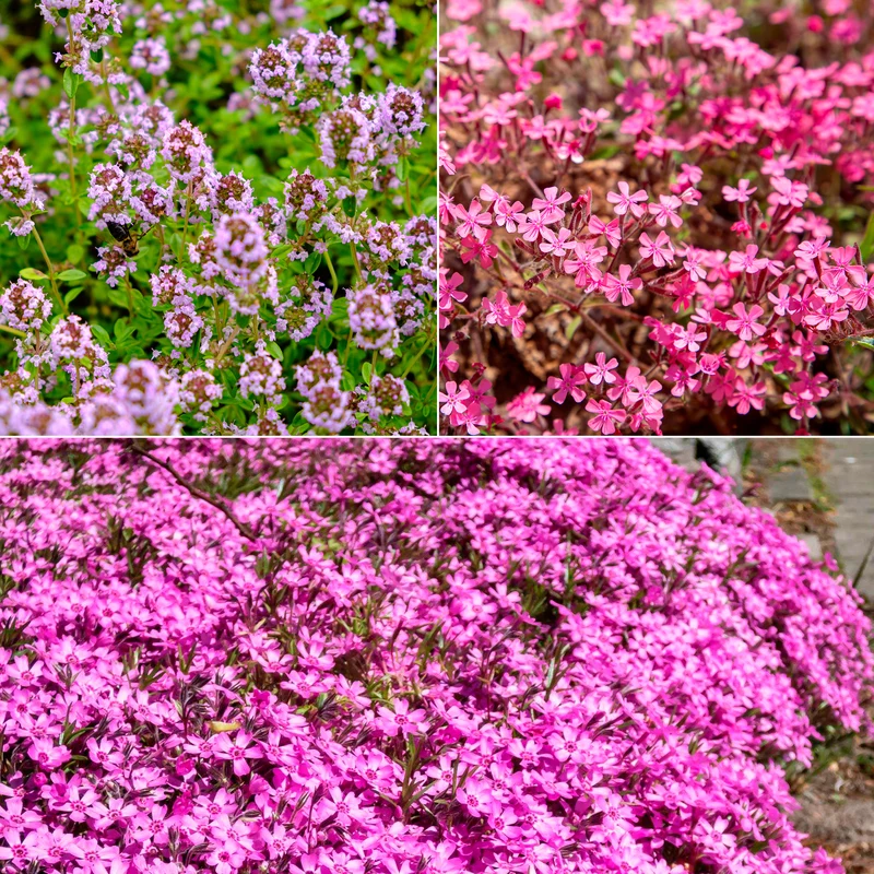 Blumiger Teppich in Rosa