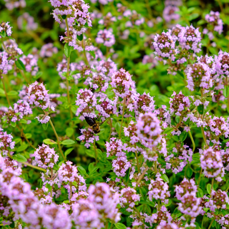 Blumiger Teppich in Rosa