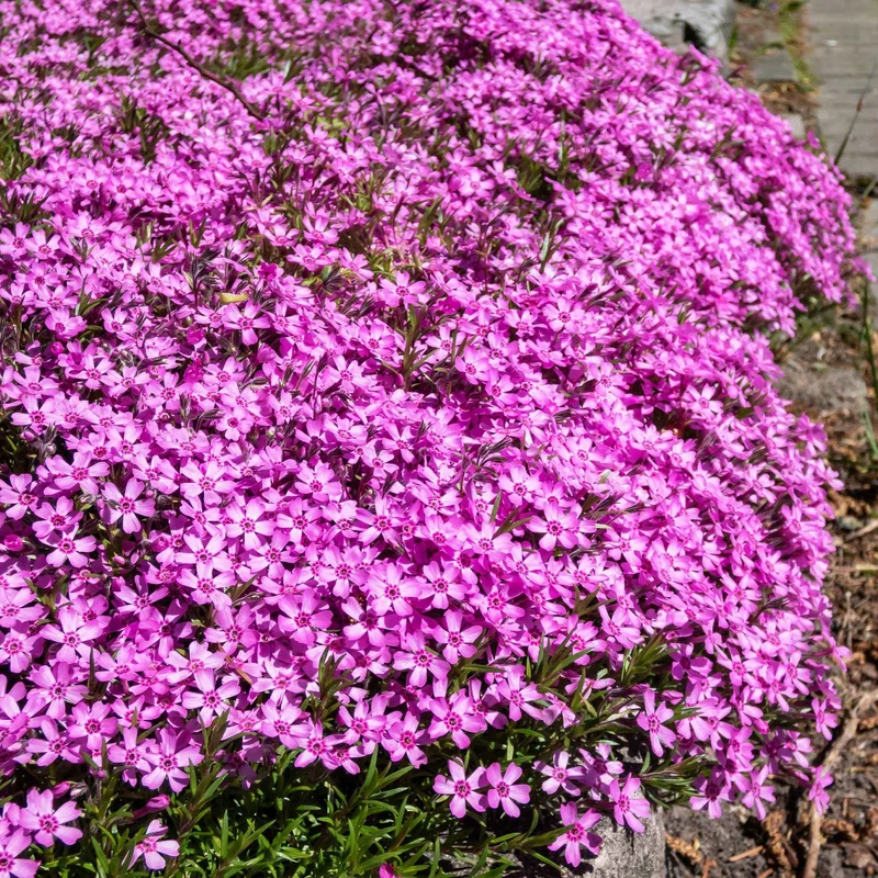 Blumiger Teppich in Rosa