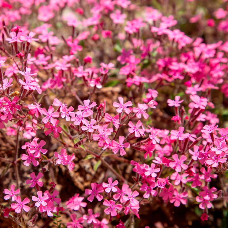Blumiger Teppich in Rosa